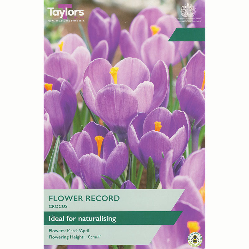 Taylors Crocus Flower Record Bulbs