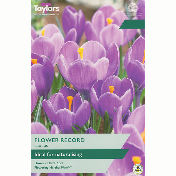 Taylors Crocus Flower Record Bulbs