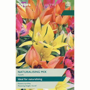 Taylors Naturalising Tulips Mix of Bulbs