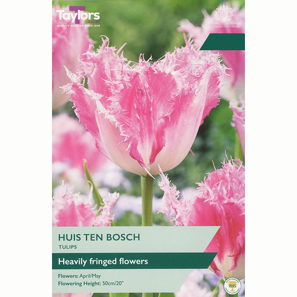 Taylors Tulip Huis Ten Bosch