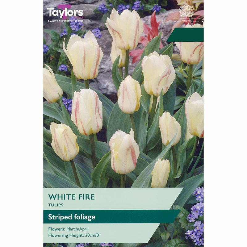 Taylors Tulip 'White Fire' Bulbs
