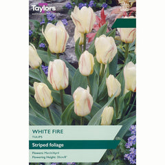Taylors Tulip 'White Fire' Bulbs