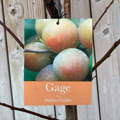‘Oullins Golden Gage’ Tree (12-Litre Pot) image 0