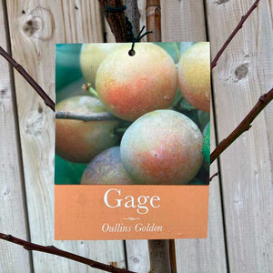 ‘Oullins Golden Gage’ Tree (12-Litre Pot) image 0