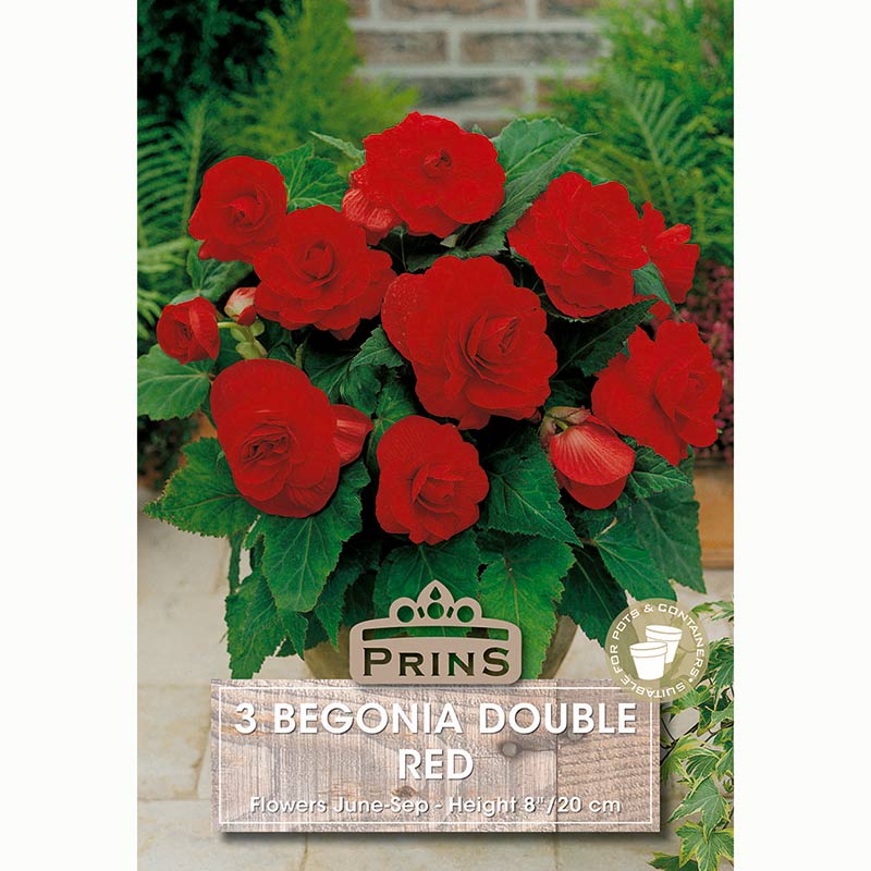 Begonia 'Double Red' with Scarlet Red Flowers (3 Bulbs) image 0