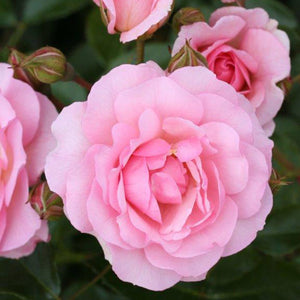 Whartons Roses ‘Happy Retirement’ Shrub Rose (3-Litre Pot) image 0
