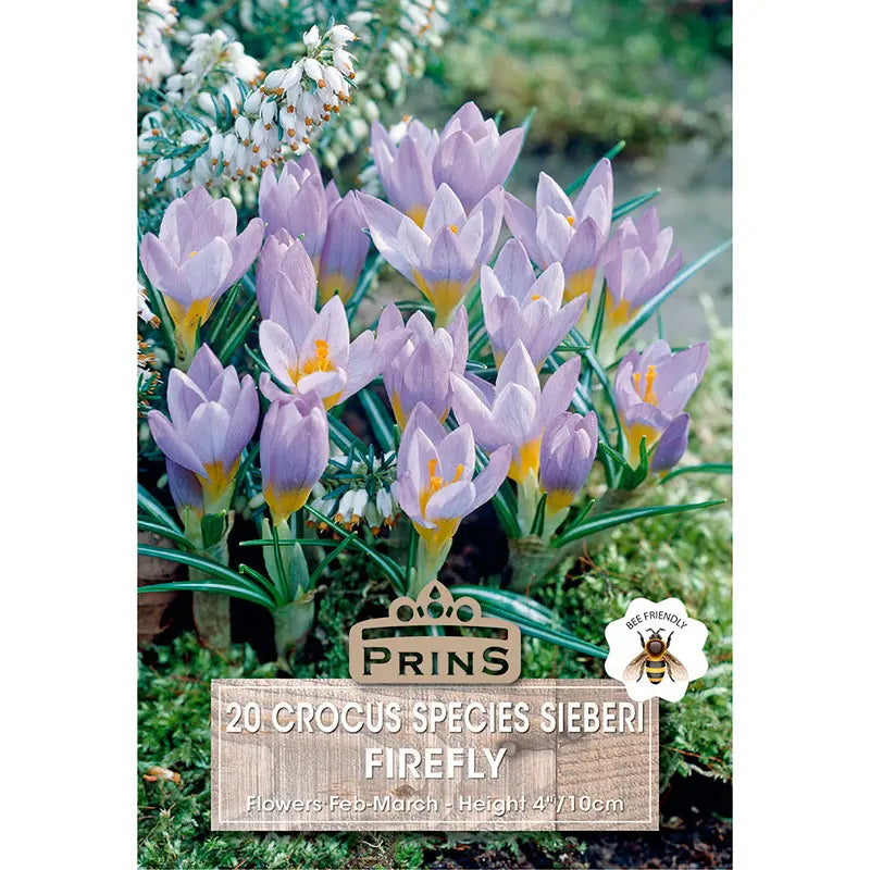 Crocus 'Firefly' (20 bulbs) image 0
