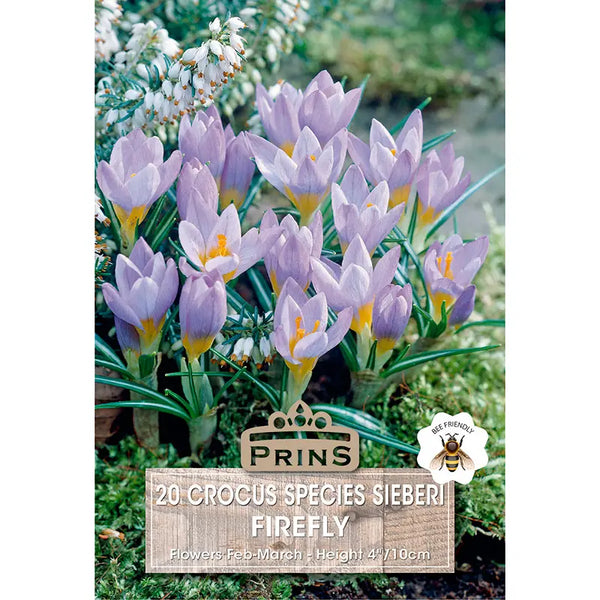 Crocus 'Firefly' (20 bulbs) image 0