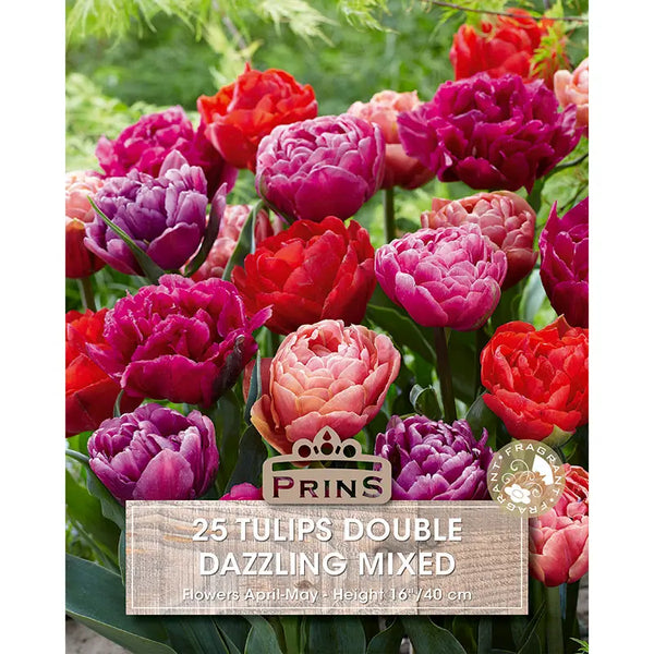Tulip Double ‘Dazzling’ Mix (25 Bulbs) image 0
