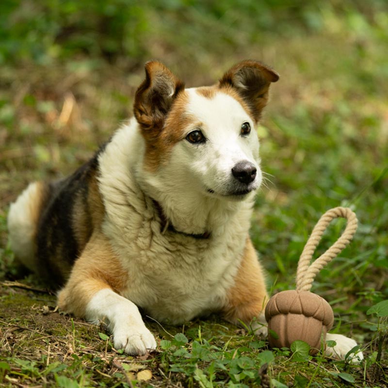 Petface Acorn On A Rope Dog Toy image 0