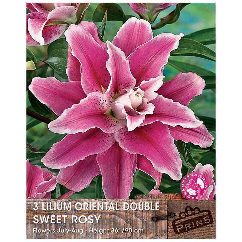 Lilium 'Oriental Double Sweet Rosy' Bulbs image 0