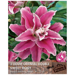 Lilium 'Oriental Double Sweet Rosy' Bulbs image 0
