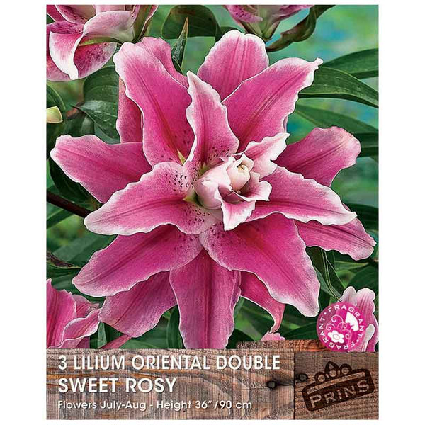 Lilium 'Oriental Double Sweet Rosy' Bulbs image 0