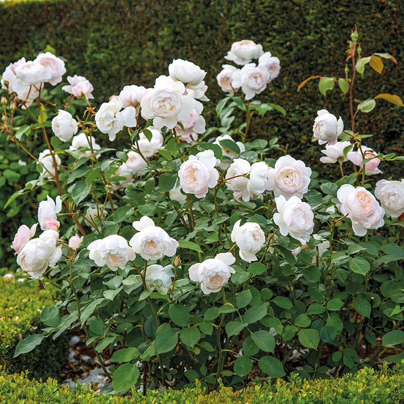 David Austin Desdemona® English Shrub Rose (6-Litre Pot) image 0
