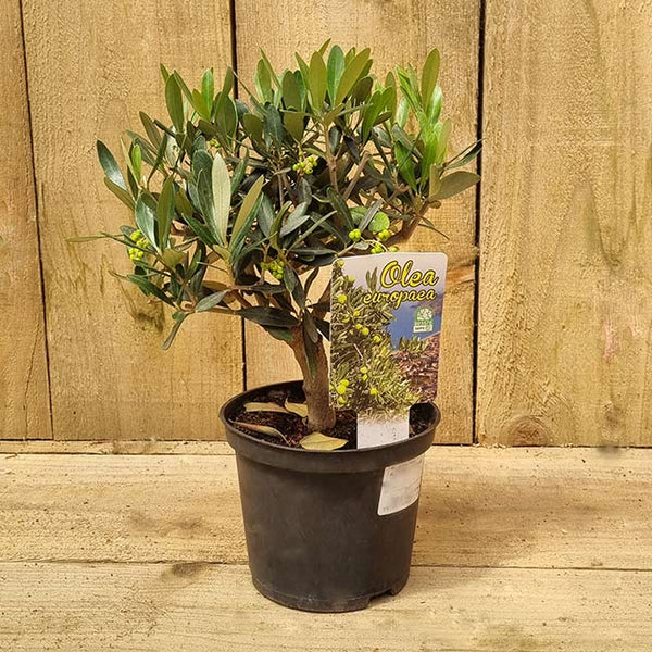 Olea Europaea Mini Standard Olive Tree (1.5-Litre Pot) image 2