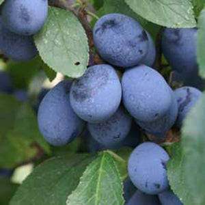 Damson ‘Shropshire Prune’ Tree (12-Litre Pot) image 0
