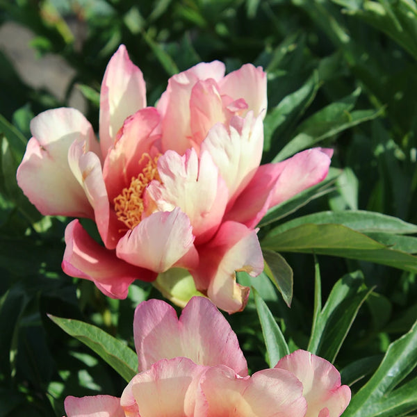 Peony 'Julia Rose' image 2