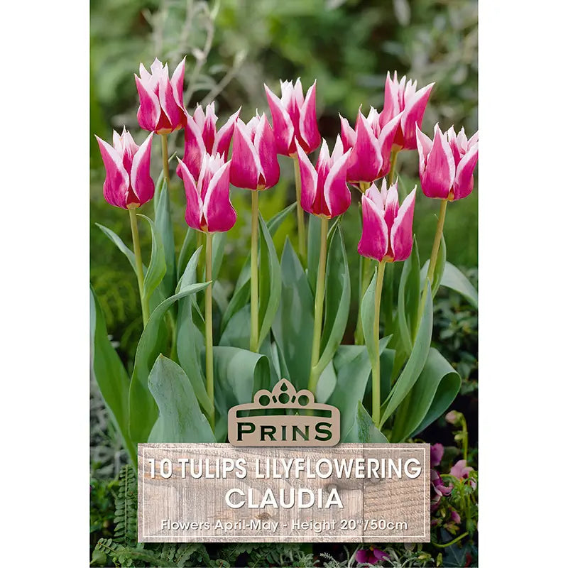 Tulip 'Claudia' (10 bulbs) image 0