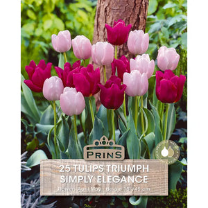 Tulip 'Simply Elegance' (25 bulbs) image 0