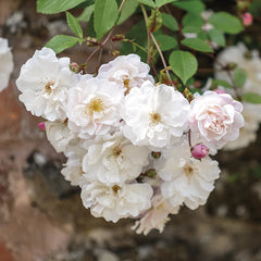 David Austin Adélaïde d'Orléans® English Rambling Rose (6-Litre Pot) image 0