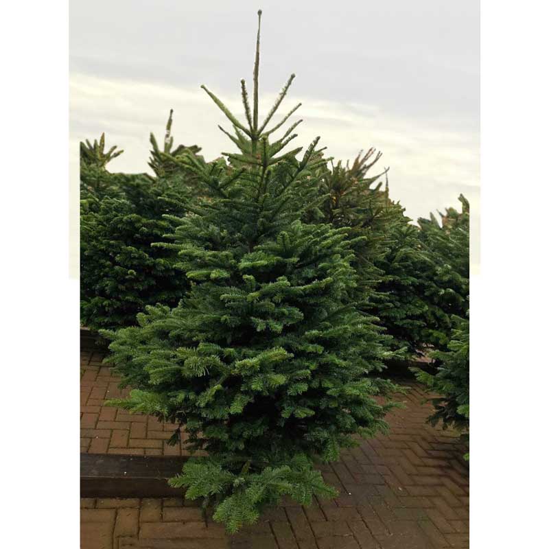 Noble Fir Premium Cut Real Christmas Tree image 0