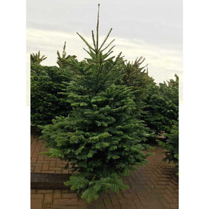 Noble Fir Premium Cut Real Christmas Tree image 1