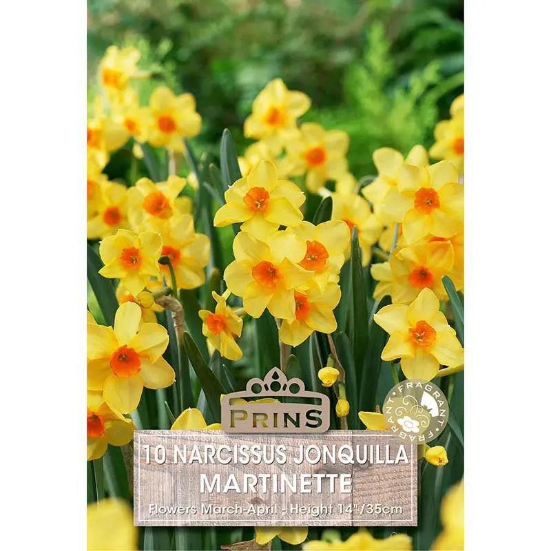 Narcissus 'Martinette' (10 bulbs) image 0