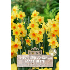Narcissus 'Martinette' (10 bulbs) image 0
