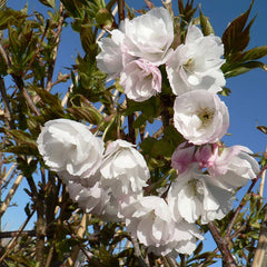 Prunus 'Shirotae' Tree (Japanese Cherry) (12-Litre Pot) image 0