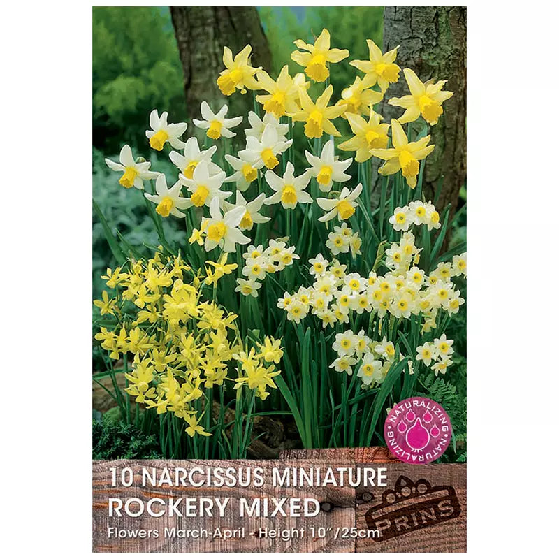 Narcissus 'Miniature Rockery Mixed' Daffodils (10 bulbs) image 0