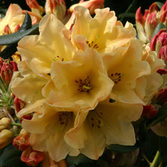 Rhododendron ‘Nancy Evans’ (3-Litre Pot) image 0