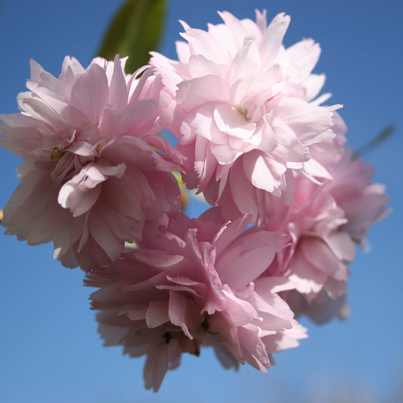 Prunus ‘Kiku-shidare Sakura’ Tree (Cheal’s Weeping Cherry Blossom) (12-Litre Pot) image 0