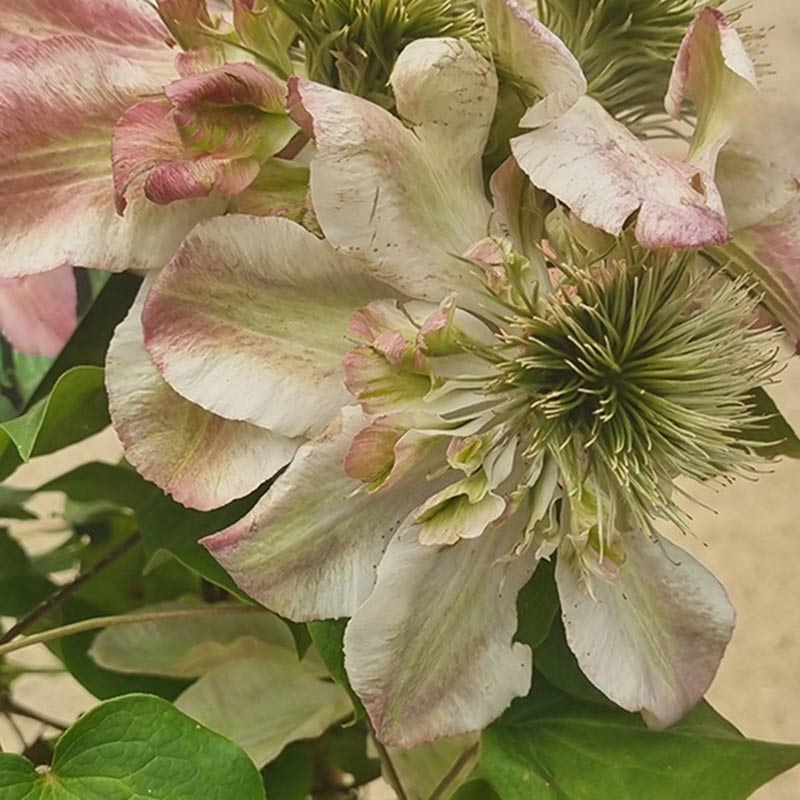 Clematis ‘Pistachio Cake’ (2-Litre Pot) image 0