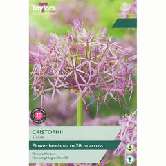 Allium Cristophii 'Star of Persia' (6 Bulbs) image 0
