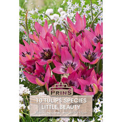 Tulip Species ‘Little Beauty’ (10 Bulbs) image 0