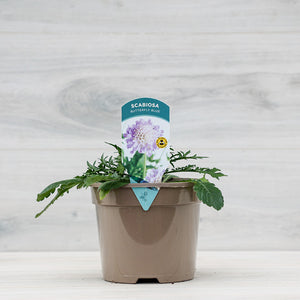 Scabiosa columbaria ‘Butterfly Blue’ (3-Litre Pot) image 0