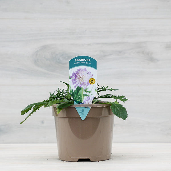 Scabiosa columbaria ‘Butterfly Blue’ (3-Litre Pot) image 0