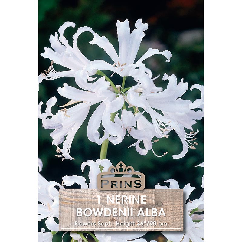 Nerine bowdenii 'Alba' (1 bulb) image 0
