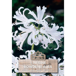 Nerine bowdenii 'Alba' (1 bulb) image 0