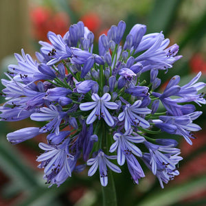 Agapanthus Blue (2 Bare Roots) image 0