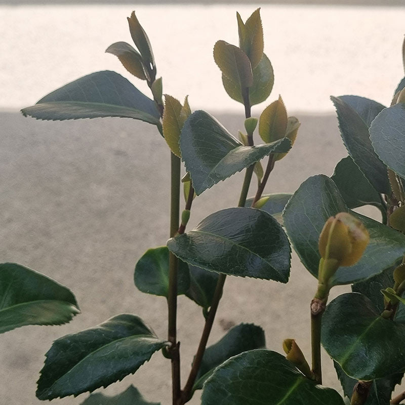 Camellia Japonica 'April Rose' (3-Litre Pot) image 0