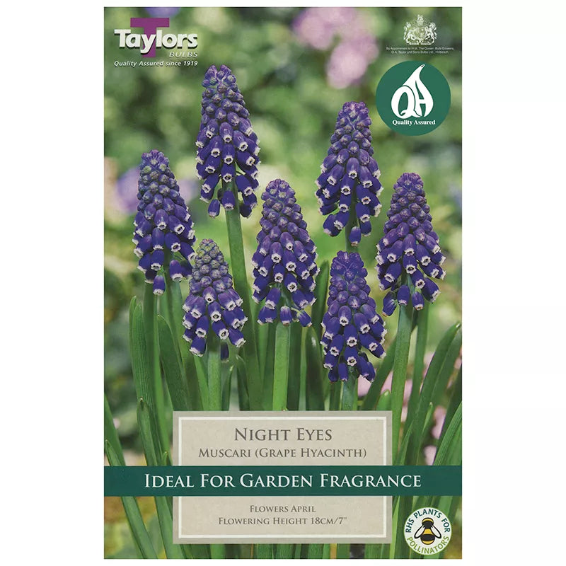 Muscari armeniacum 'Night Eyes' (18 bulbs) image 0