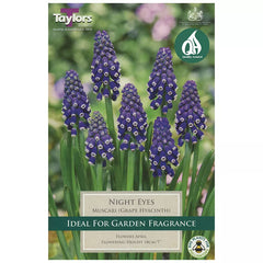 Muscari armeniacum 'Night Eyes' (18 bulbs) image 0