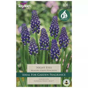 Muscari armeniacum 'Night Eyes' (18 bulbs) image 0