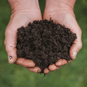 Westland New Horizon Peat Free Organic All Plant Compost - 10 Litres image 1