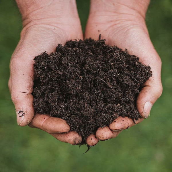 Westland New Horizon Peat Free Organic All Plant Compost - 10 Litres image 1