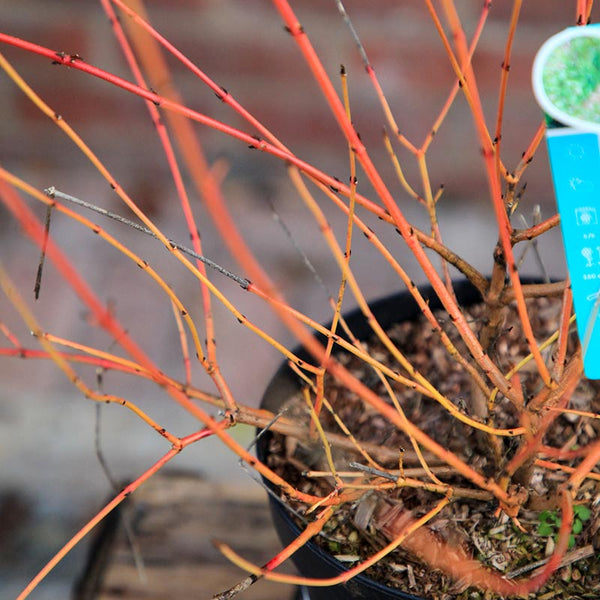 Cornus sanguinea 'Midwinter Fire' (3 litre pot) image 3