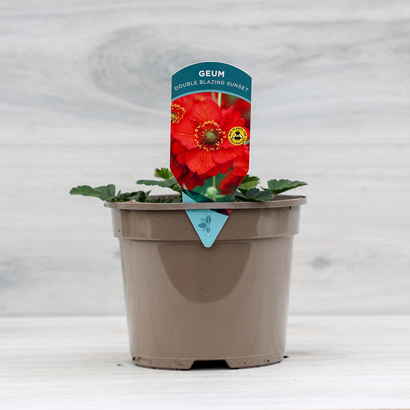 Geum Double 'Blazing Sunset' (2-Litre Pot) image 0