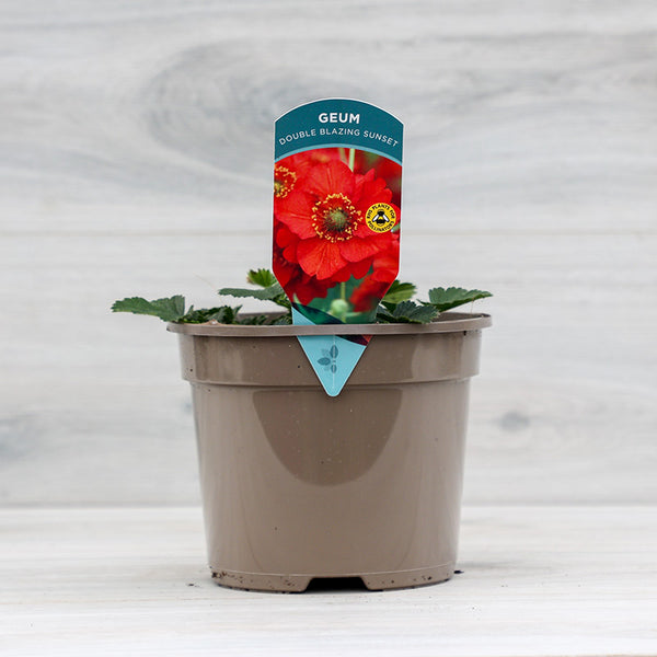 Geum Double 'Blazing Sunset' (2-Litre Pot) image 0