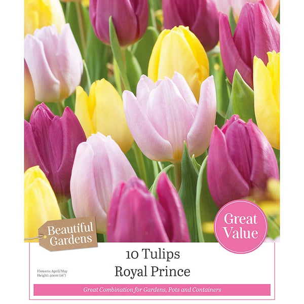 Tulip Single Early 'Royal Prince' Mixed Colours (10 bulbs) image 0